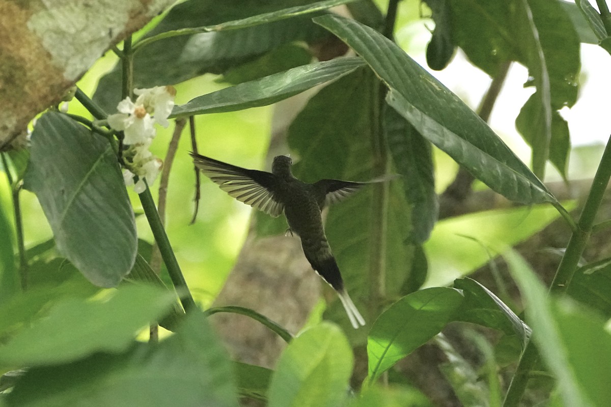 Straight-billed Hermit - ML646654090