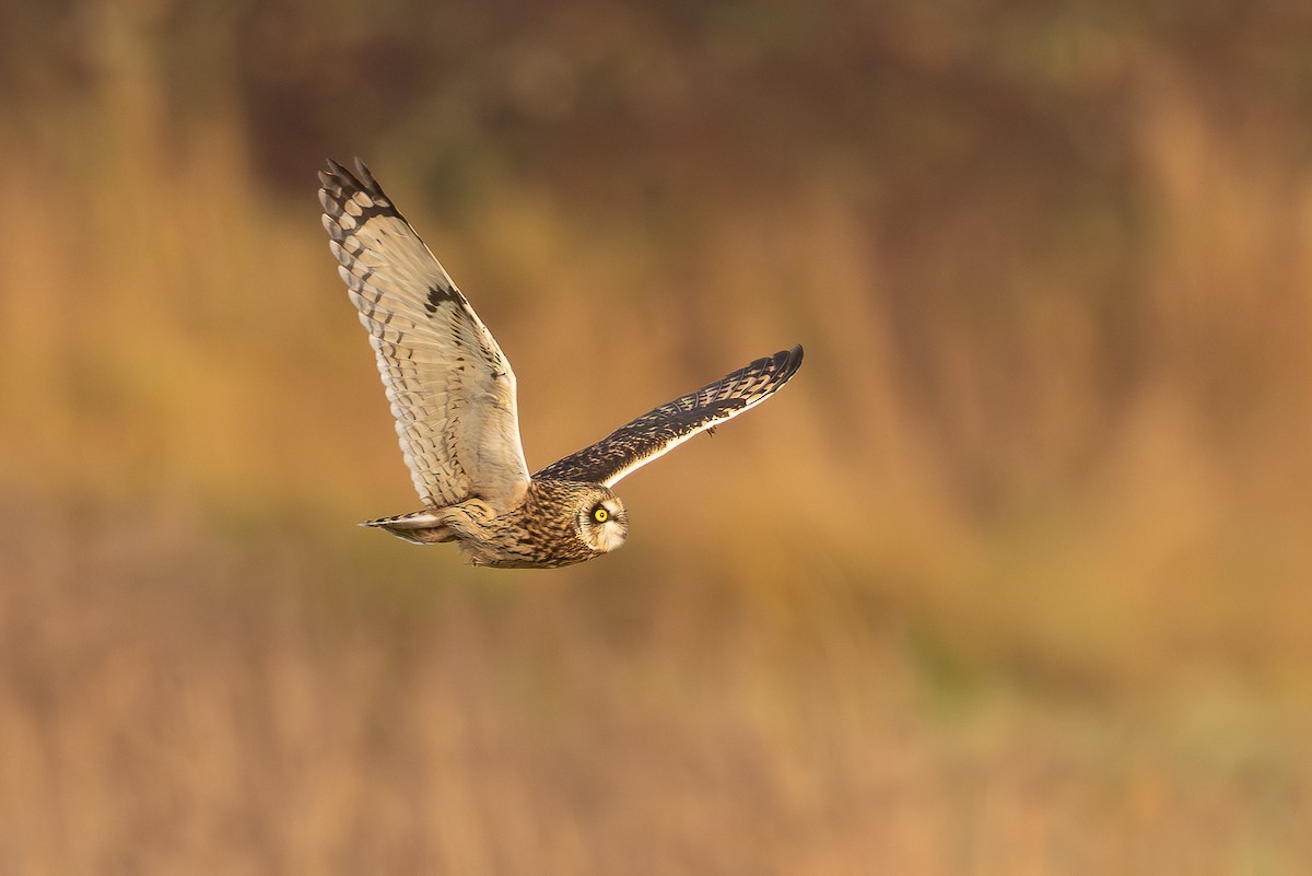 Short-eared Owl - ML646654094