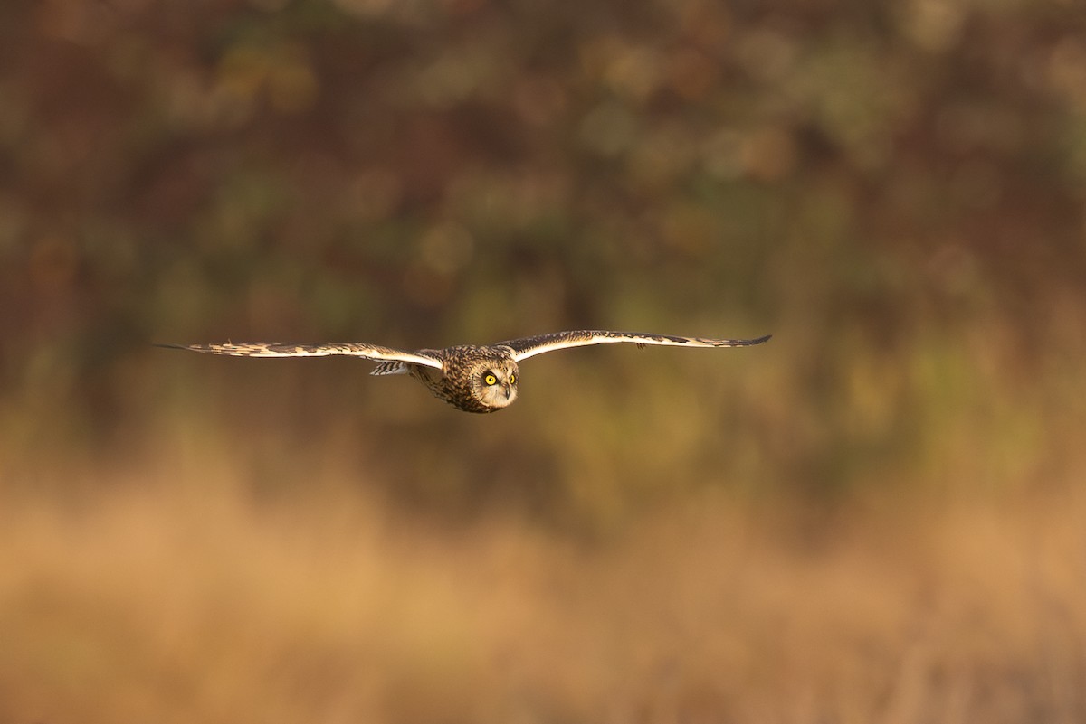 Short-eared Owl - ML646654095