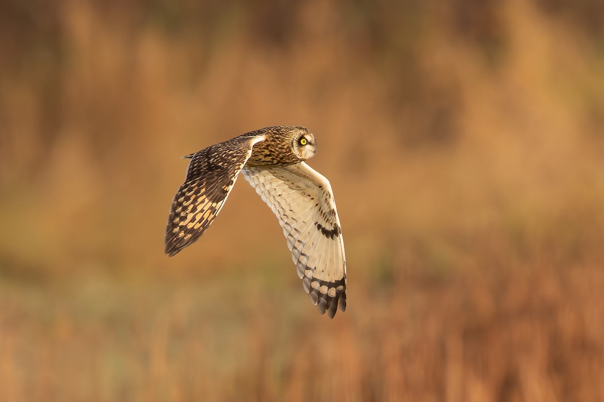 Short-eared Owl - ML646654096