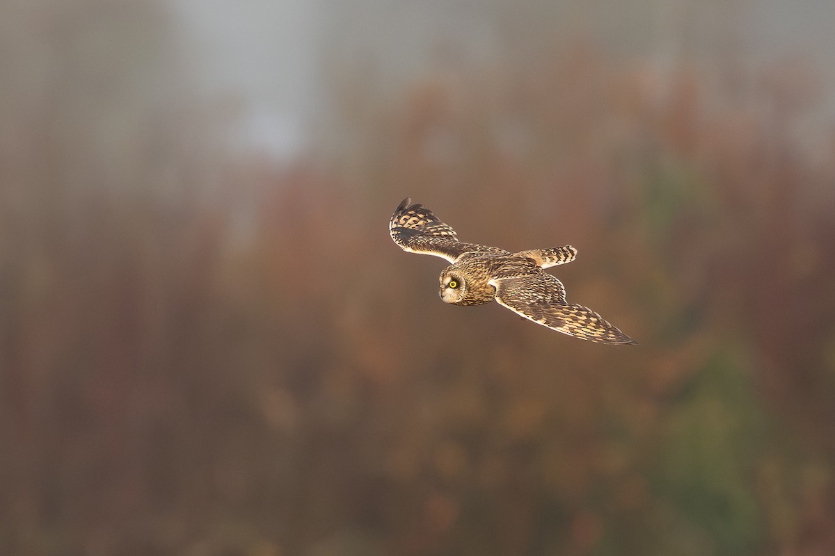 Short-eared Owl - ML646654097