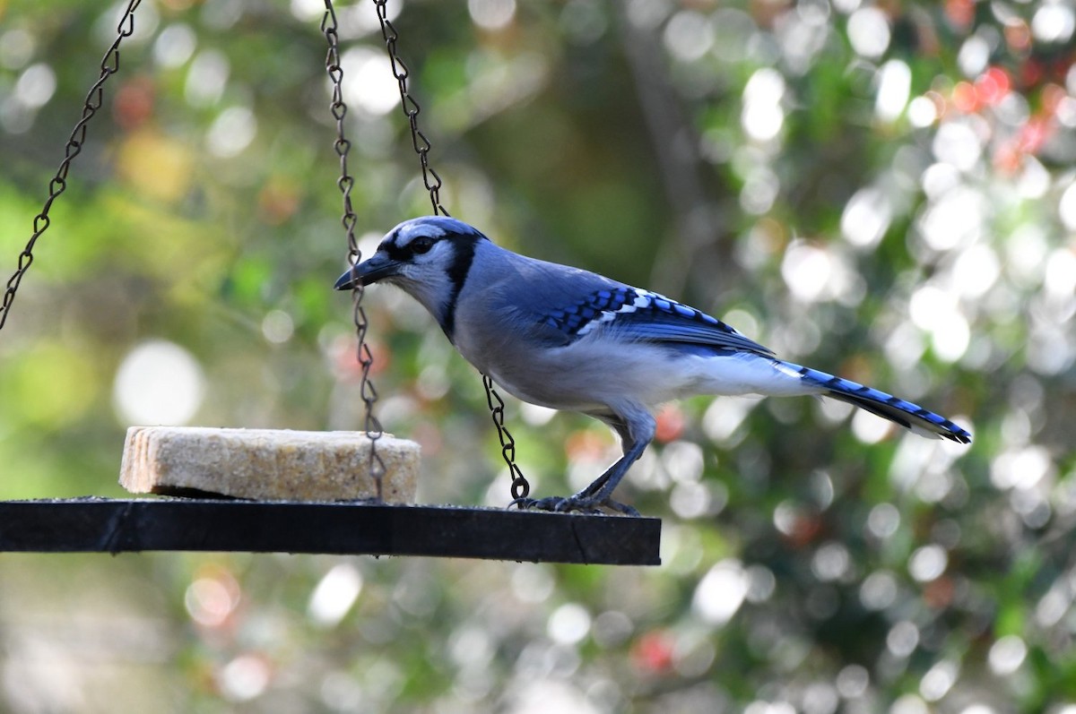 アオカケス - ML646654098