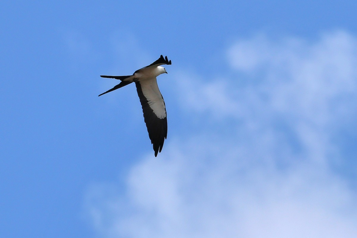 Swallow-tailed Kite - ML646654099