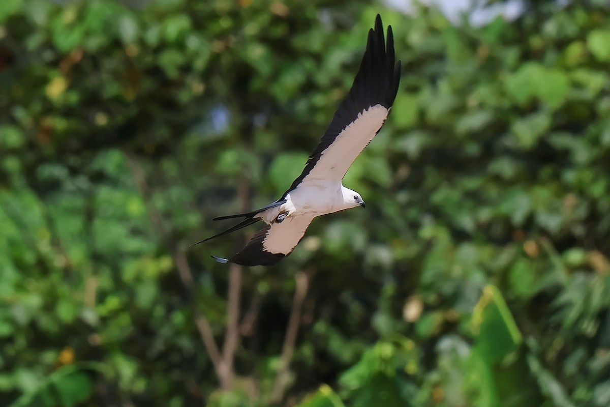 Swallow-tailed Kite - ML646654102