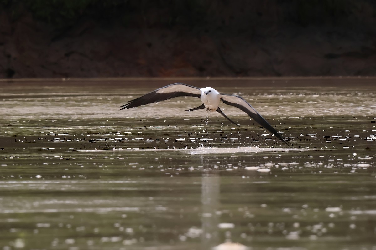 Swallow-tailed Kite - ML646654105