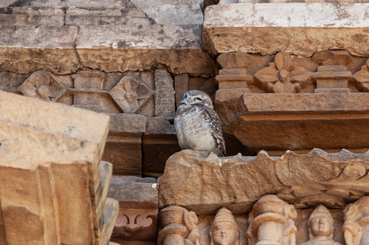 Spotted Owlet - ML646654106