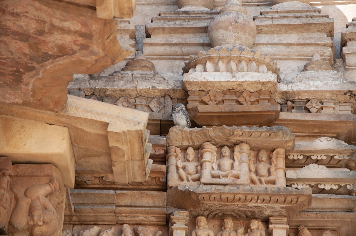 Spotted Owlet - ML646654107