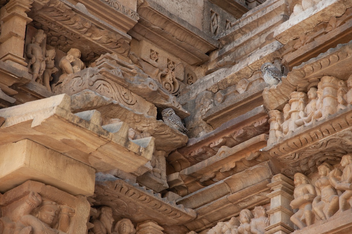 Spotted Owlet - ML646654108