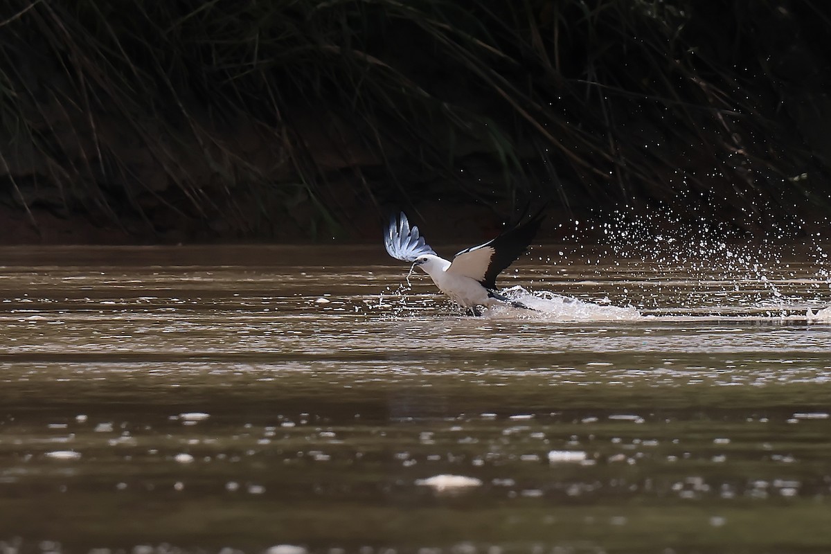 Swallow-tailed Kite - ML646654110