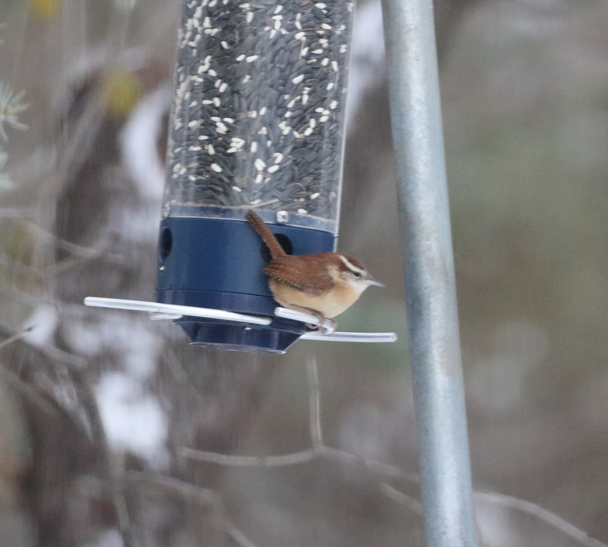 Carolina Wren - ML646654111