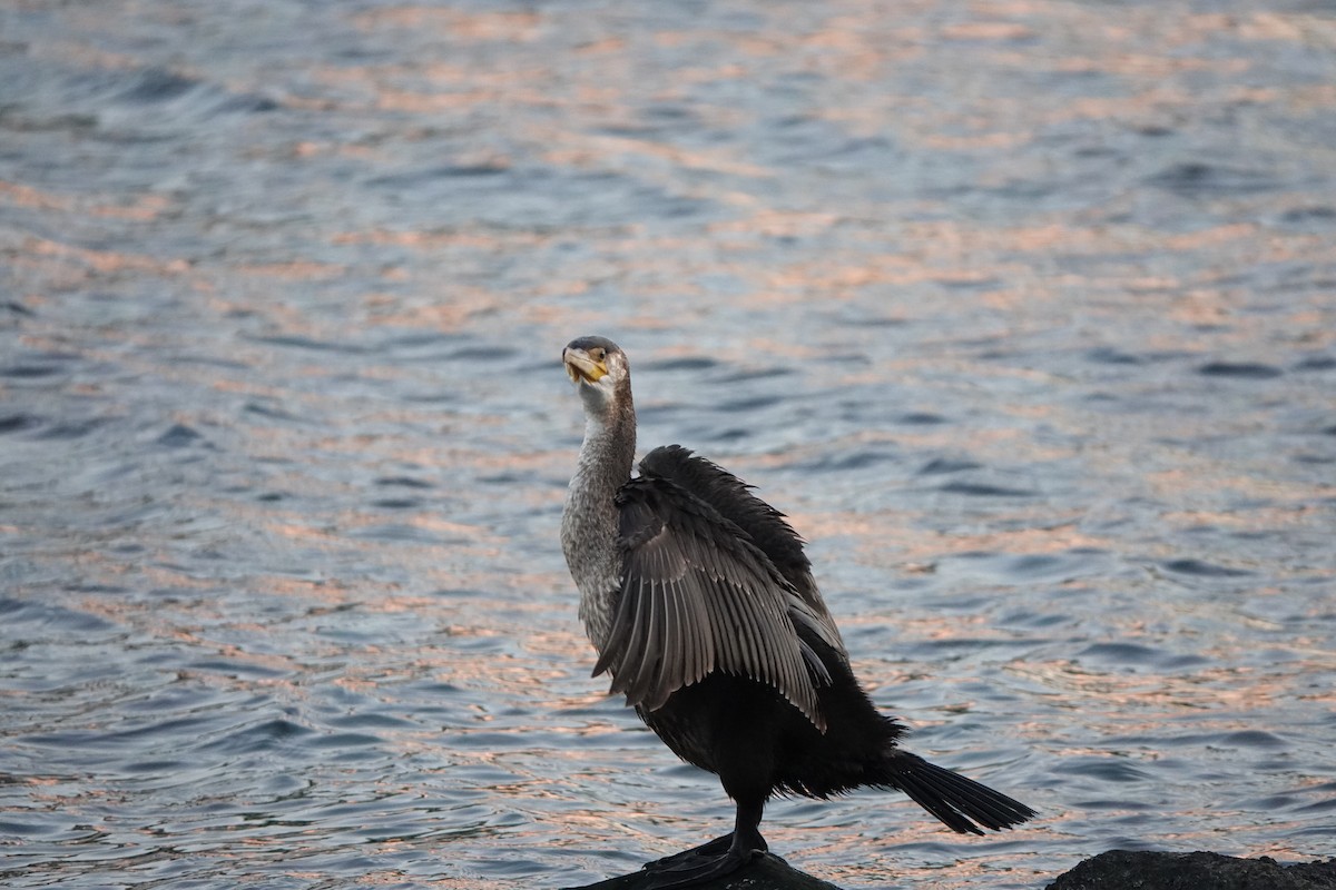 storskarv - ML646654113