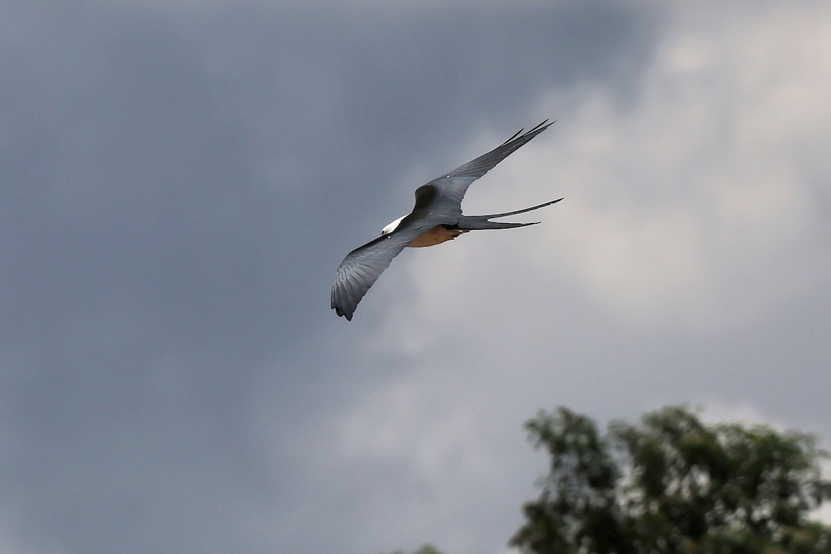 Swallow-tailed Kite - ML646654114