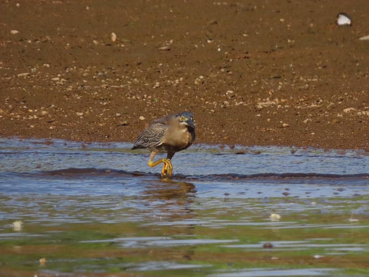 Little Heron - ML646654117