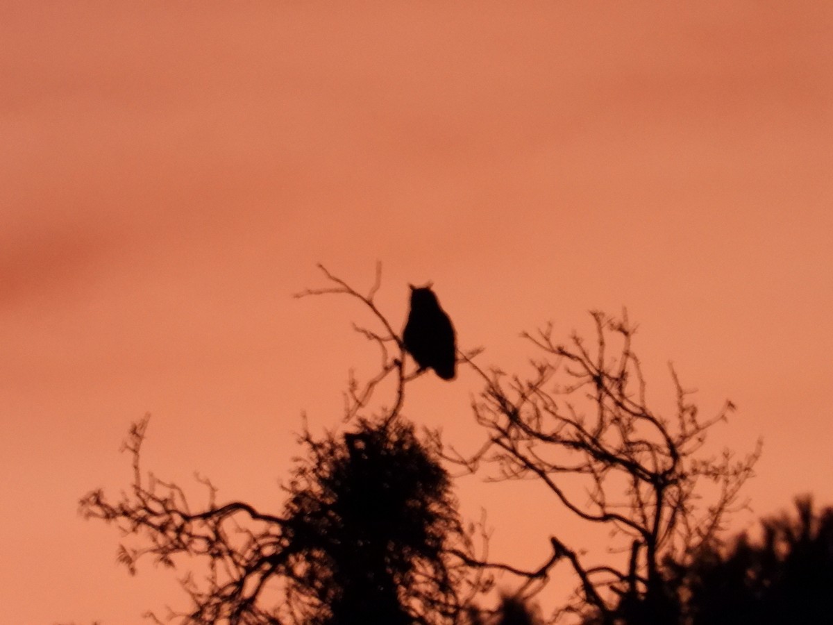 Grand-duc d'Europe - ML646654119