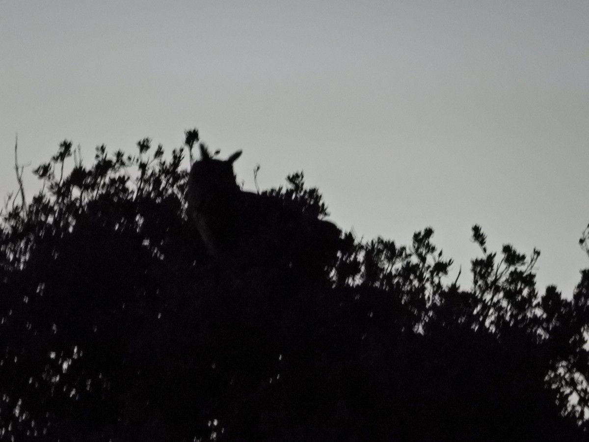 Grand-duc d'Europe - ML646654120