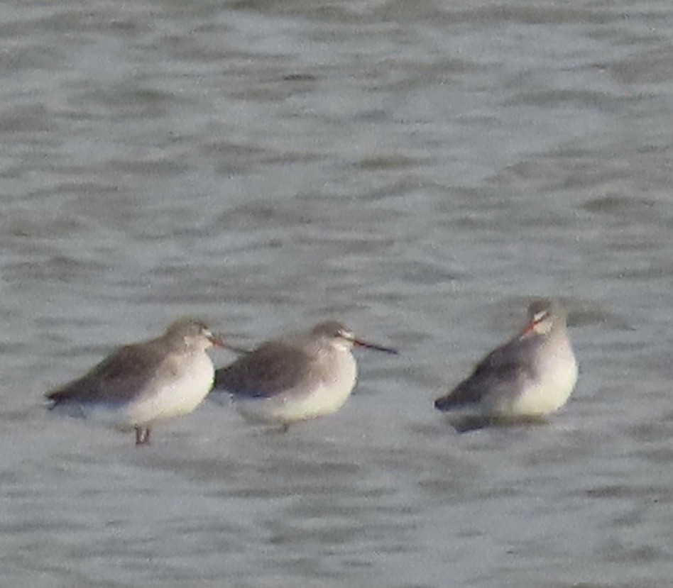 ツルシギ - ML646654127