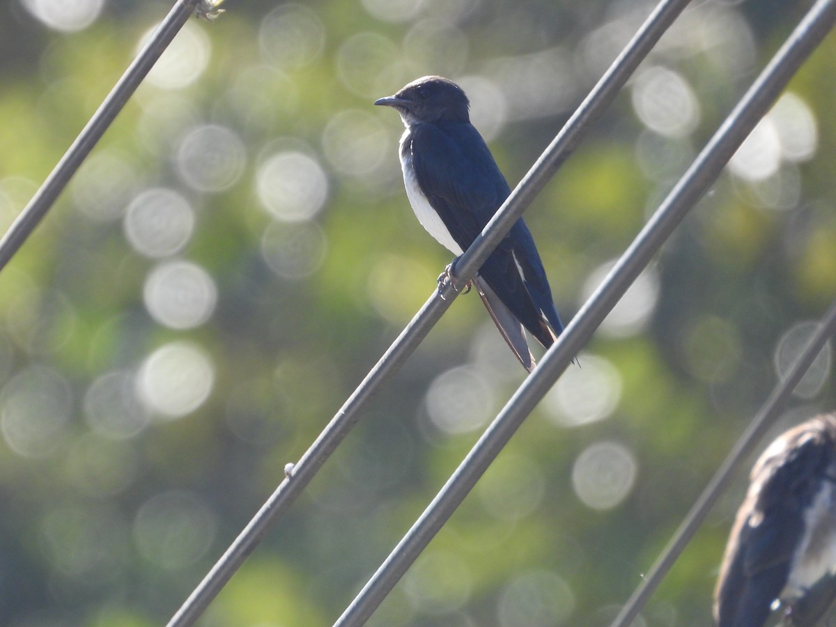 Gray-breasted Martin - ML646654128