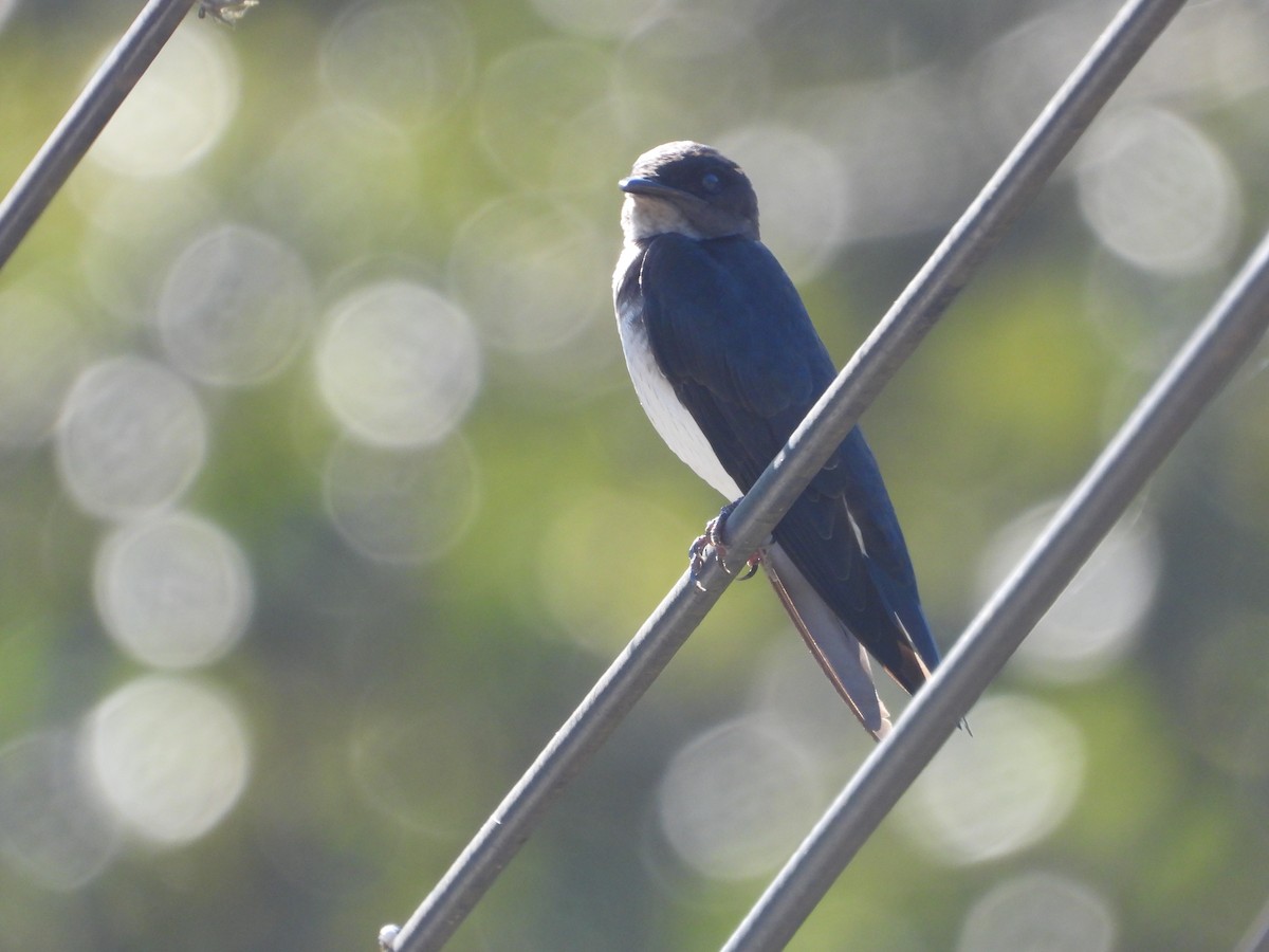 Gray-breasted Martin - ML646654129