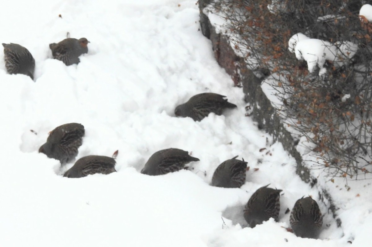 Gray Partridge - ML646654130