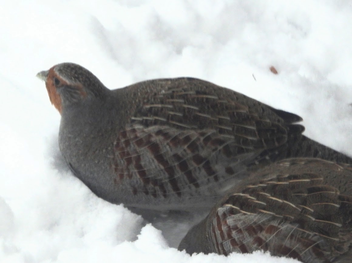 Gray Partridge - ML646654131