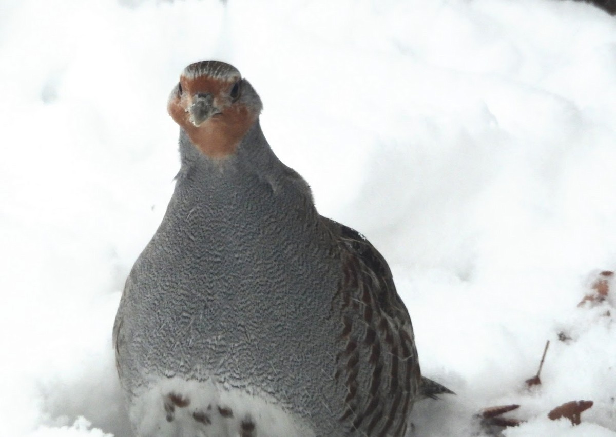 Gray Partridge - ML646654132