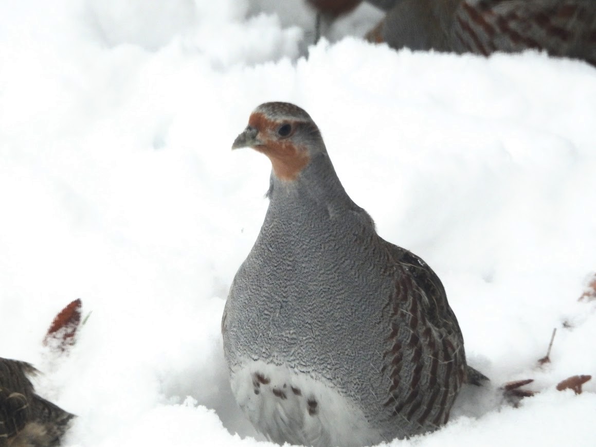 Gray Partridge - ML646654133