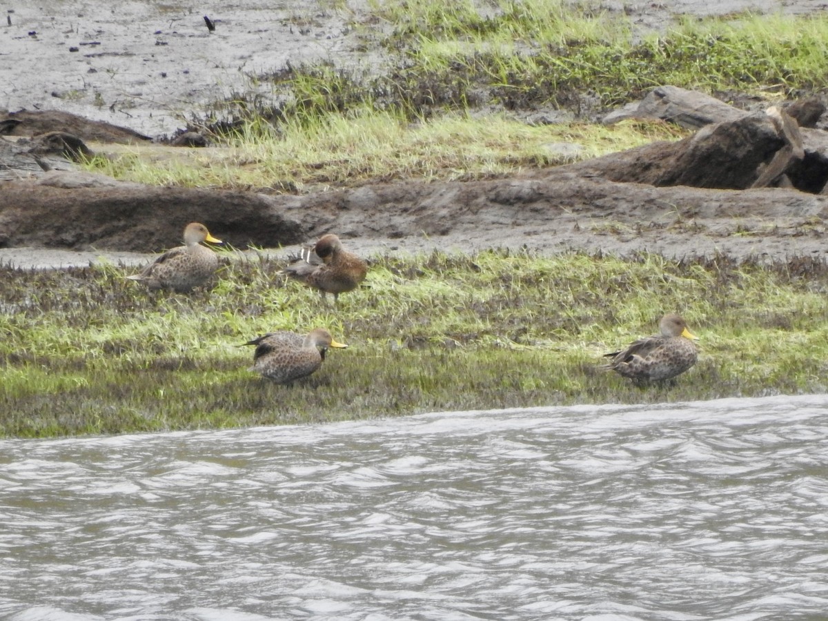 gulnebbstjertand - ML646654134