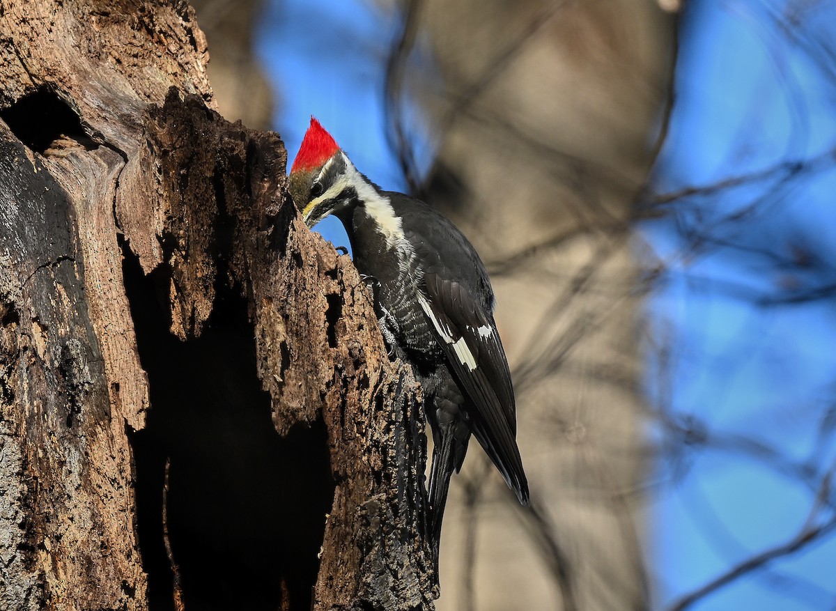 Pileated Woodpecker - ML646654137
