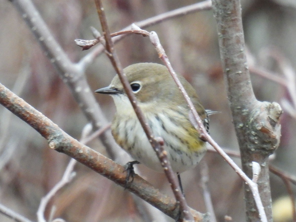 Yellow-rumped Warbler - ML646654142