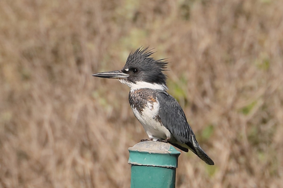 Рибалочка-чубань північний - ML646654145