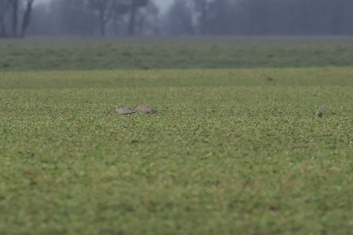 Long-billed Curlew - ML646654150