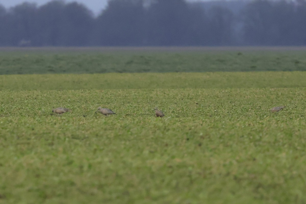 Long-billed Curlew - ML646654151
