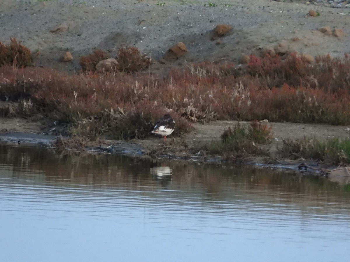 Кулик-сорока євразійський - ML646654152