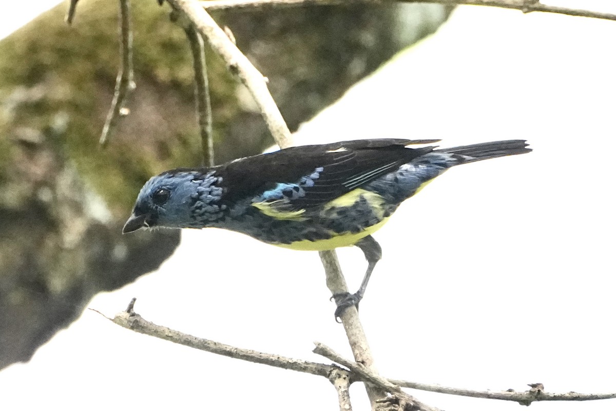 Turquoise Tanager - ML646654153