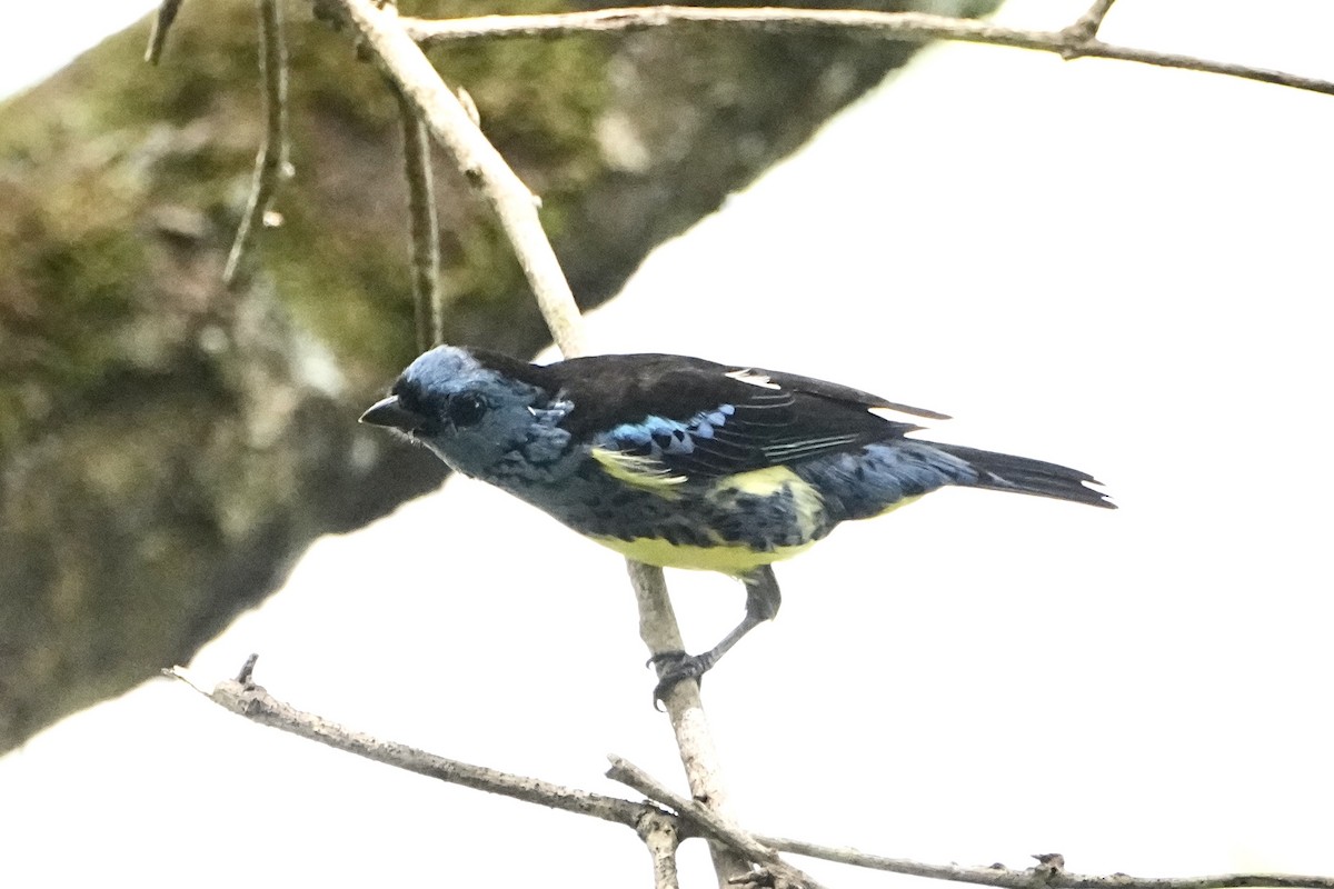 Turquoise Tanager - ML646654154