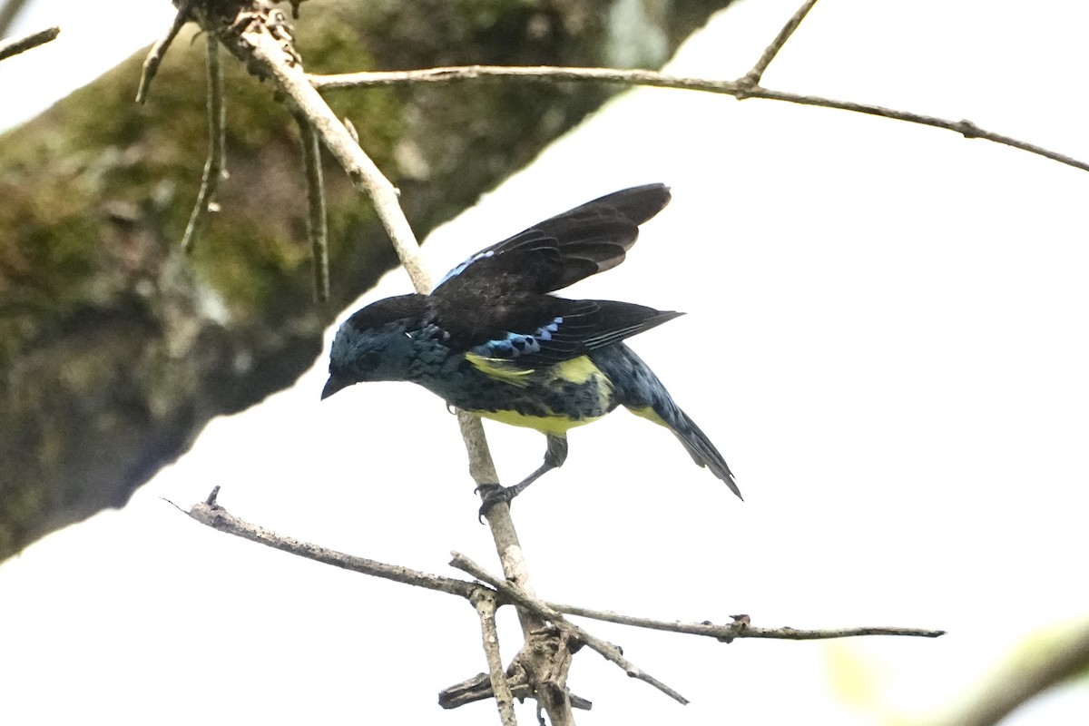 Turquoise Tanager - ML646654155