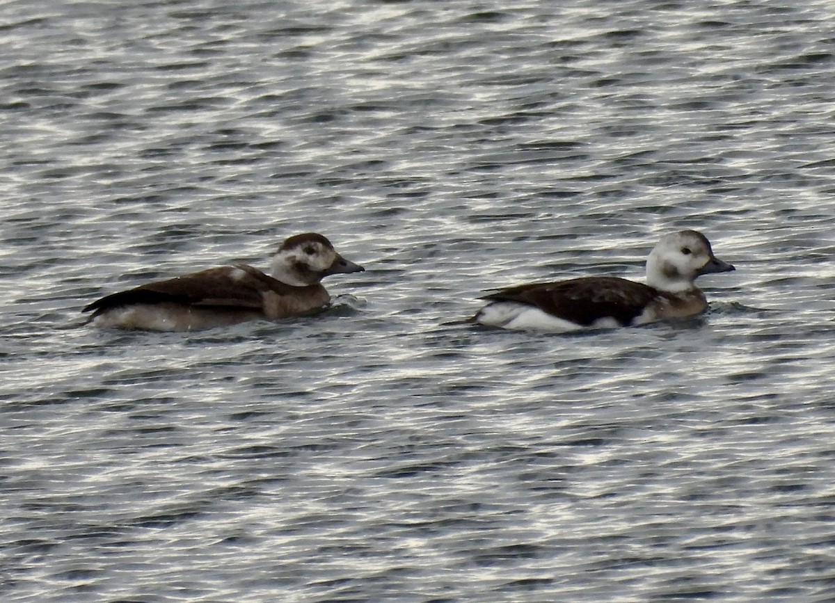 Long-tailed Duck - ML646654156