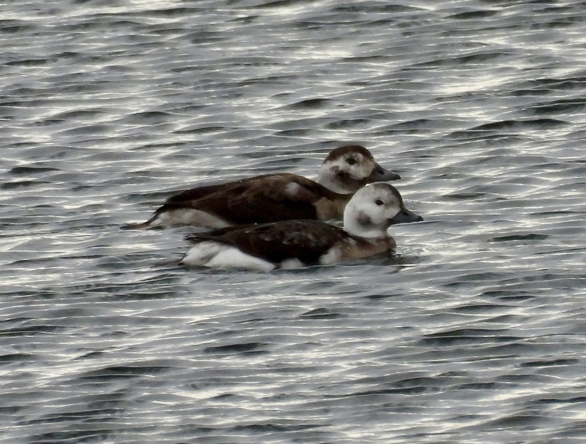 Long-tailed Duck - ML646654157