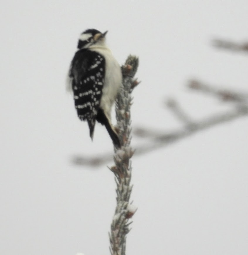 Downy Woodpecker - ML646654159