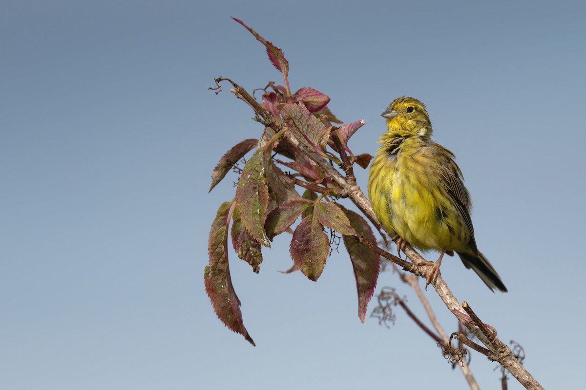 Berdantza horia - ML646654160