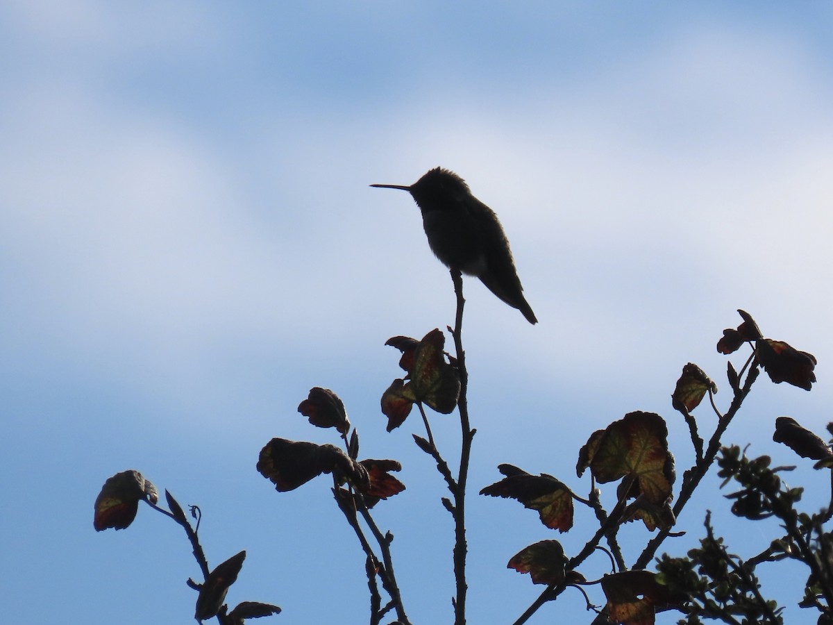 kalypta růžovohlavá - ML646654161