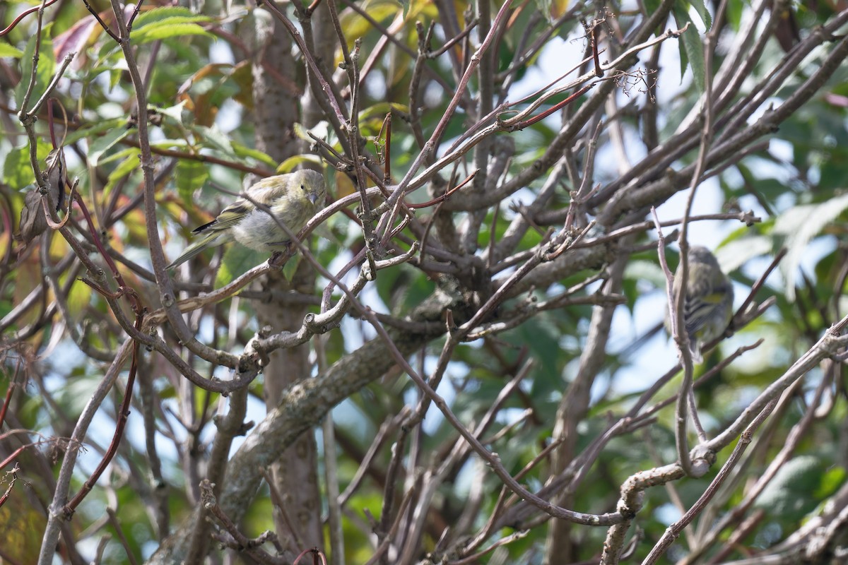 Mendi-txirriskila arrunta - ML646654162