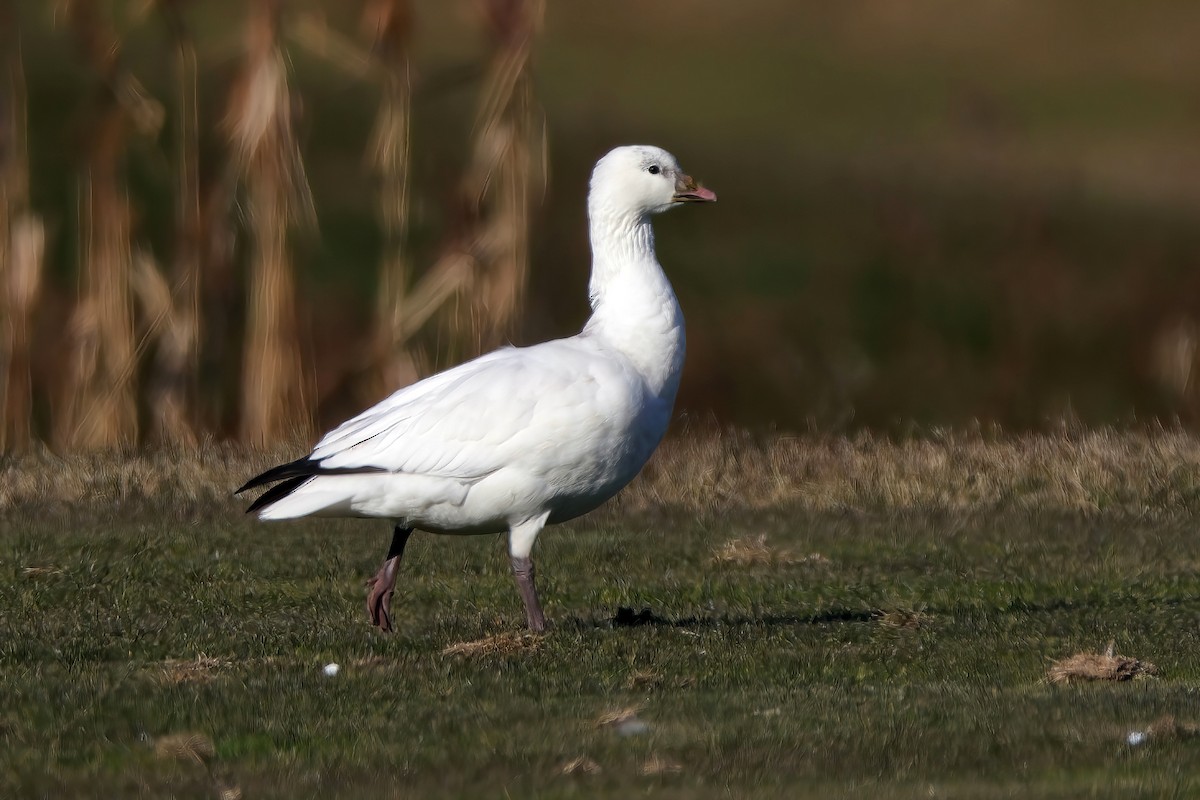 Ross antzara - ML646654163