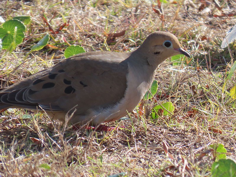 Tourterelle triste - ML646654166