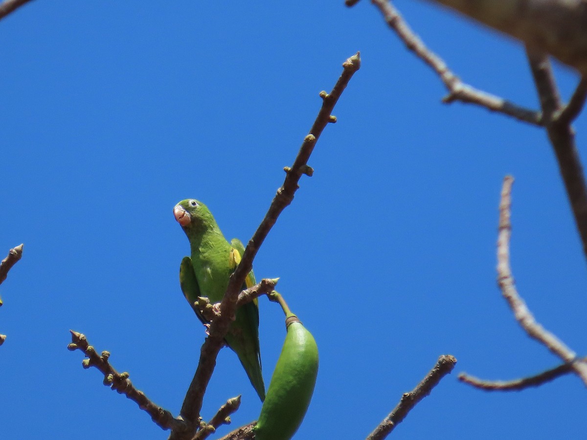 Хірірі - ML646654169