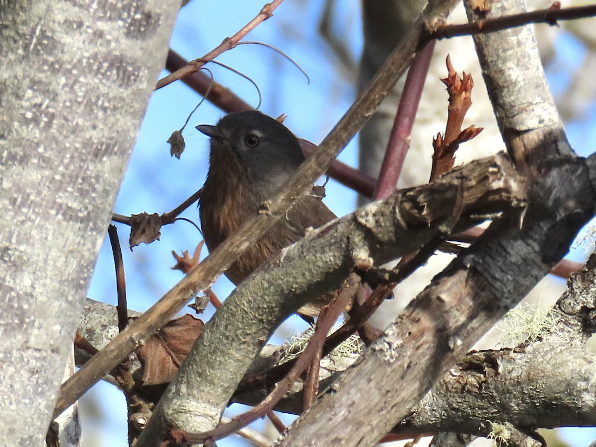 Wrentit - ML646654170