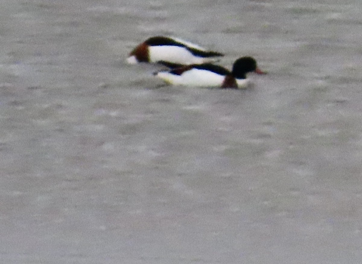 ツクシガモ - ML646654171