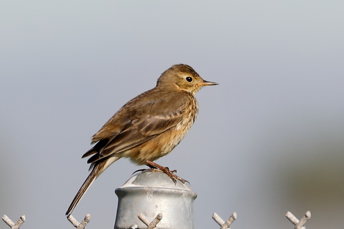 Щеврик американський - ML646654175