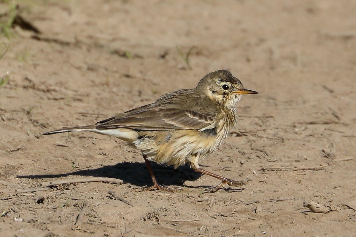 Щеврик американський - ML646654176