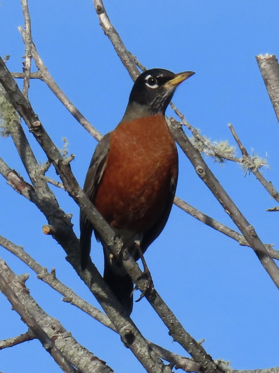 drozd stěhovavý - ML646654178